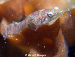 Portrait of a Connemara clingfish (Lepadogaster candollei... by Garnet Hooper 